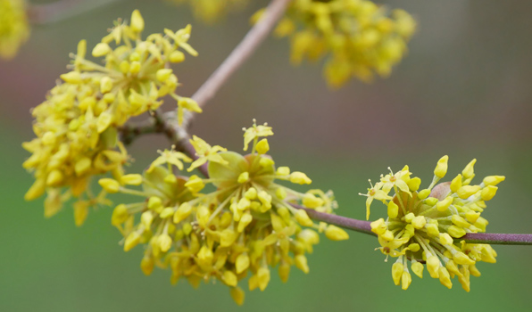 Cornus mas – Die Kornelkirsche zum Verkauf bei Gartencenter Kluge