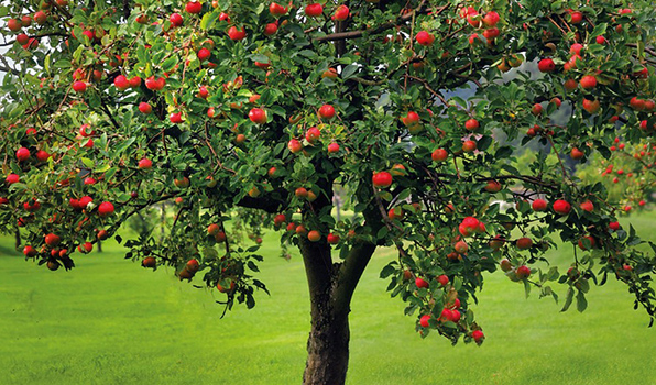 Obstbäume wie Apfel, Birne, Zwetsche, Reneklode, Mirabelle, Süß- oder Sauerkirschen bei Baumschule Kluge