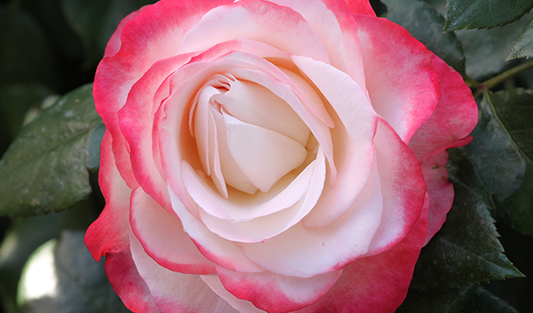 Rose Nostalgie
