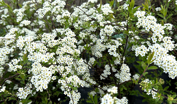 Spiraea Cinerea zum Verkauf bei Gartencenter Kluge