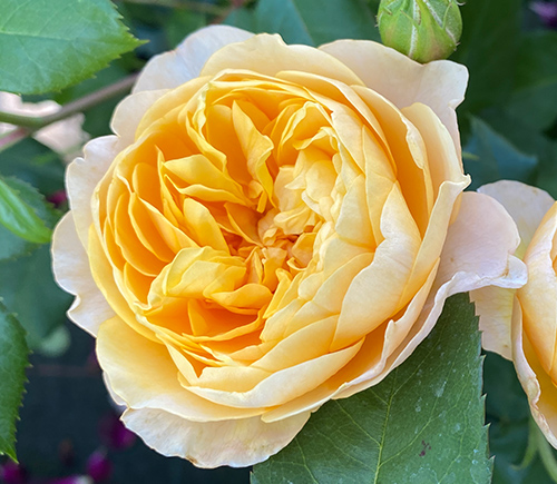 Rosa 'Roald Dahl' ®