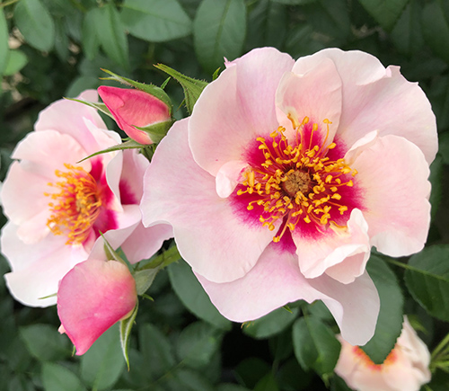 Rosa 'SEE YOU in red'