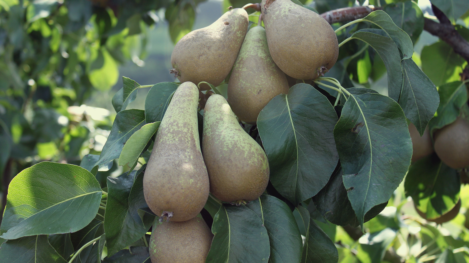 Birnen am Birnenbaum hängend