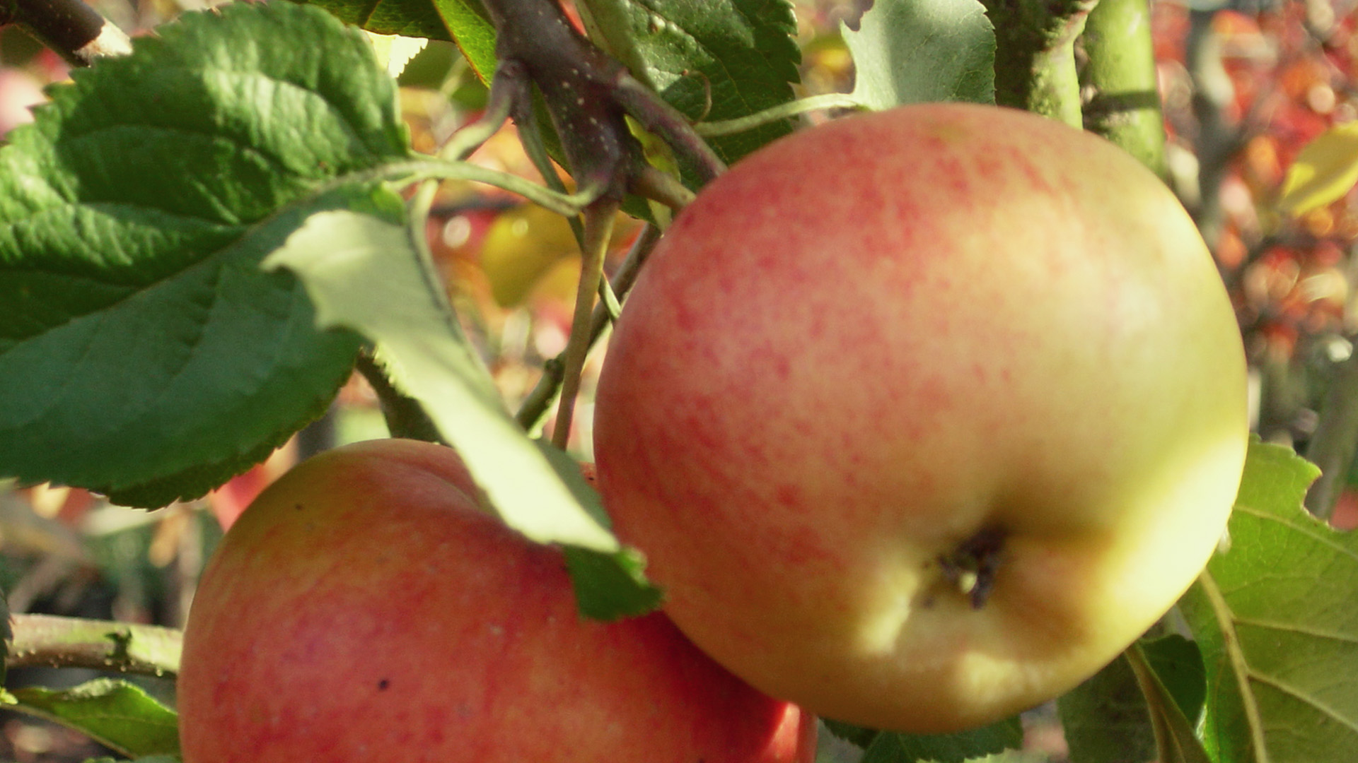 Zwei Äpfel am Zweig