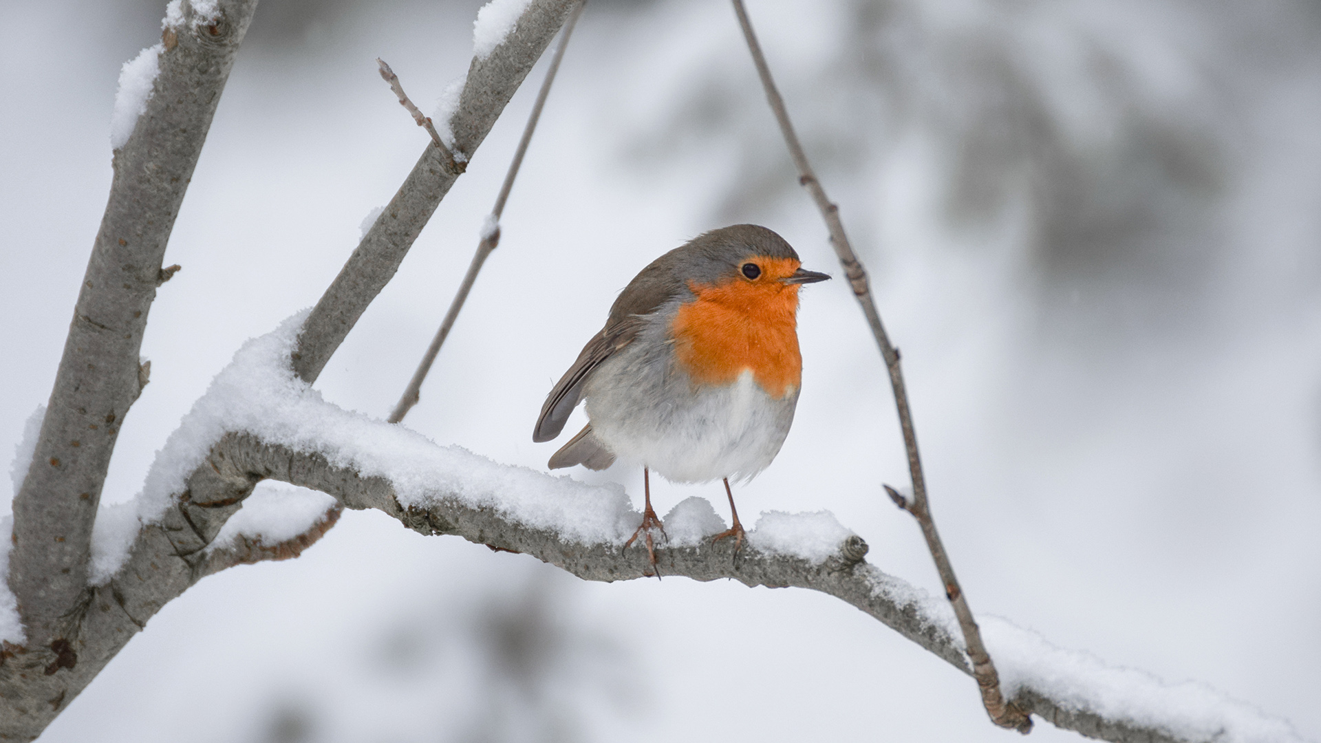 Rotkehlchen auf einem Ast sitzend im Winter