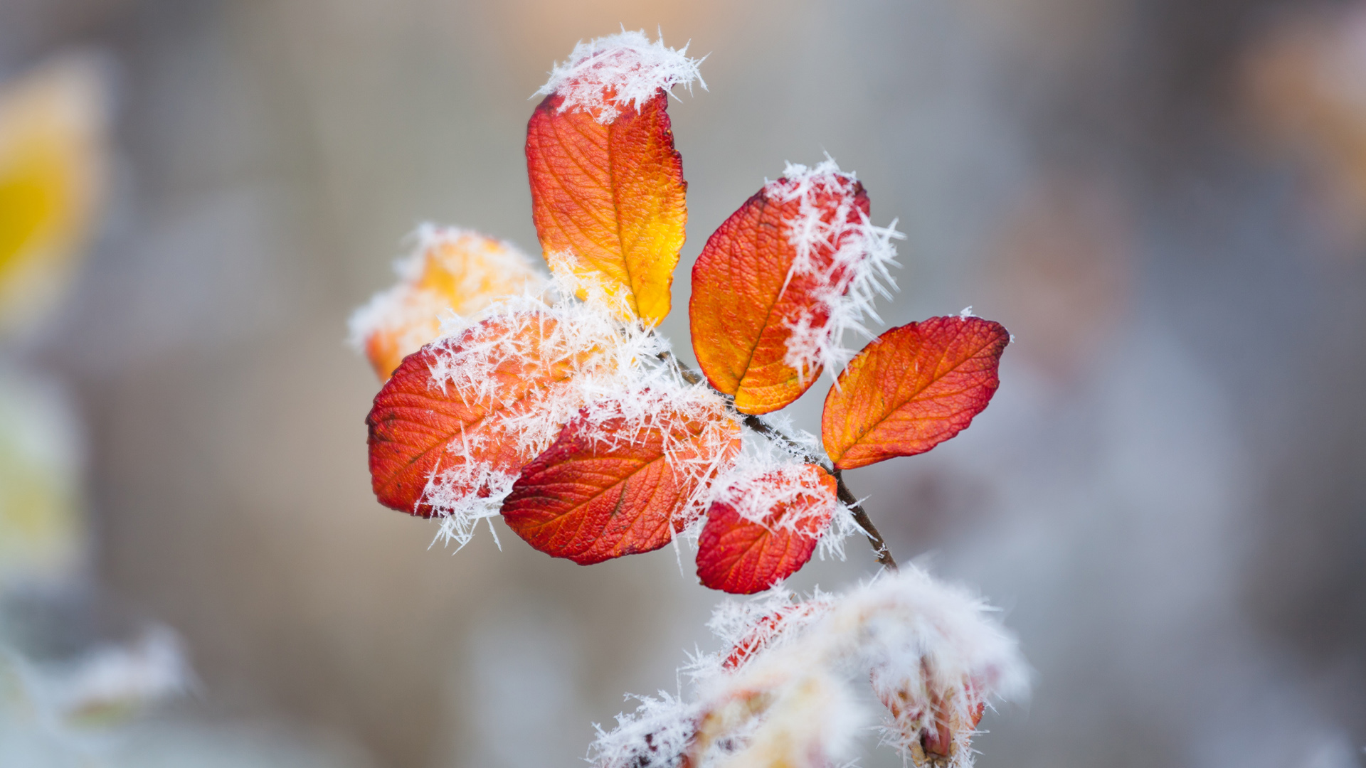 Zweig mit rostroten Blättren mit Rauhreif